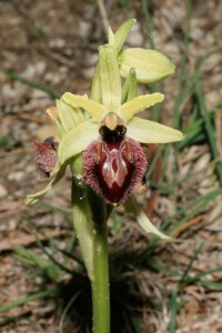 ophrys3270