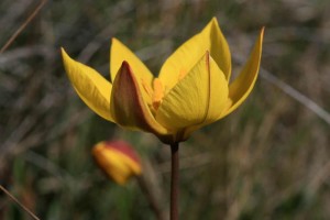 tulipa4121