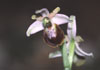 dia_ophrys