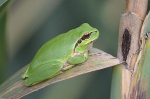 hyla