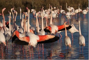 Flamands roses