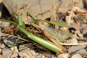 4-mantis-religiosa-st-julien-les-rosiers-gard-24-09-16